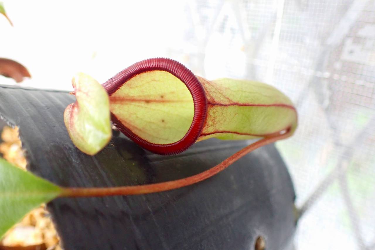 G891 5-3 #BBB N. viking x campanulata konan | Y's Exotics