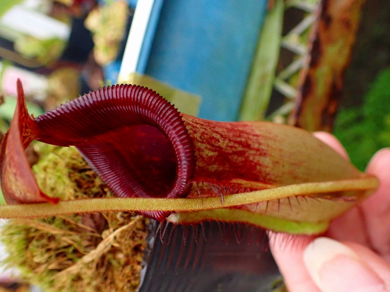 N . (truncata x peltata) x lowii 食虫植物 N . (truncata x peltata) x lowii 食虫植物