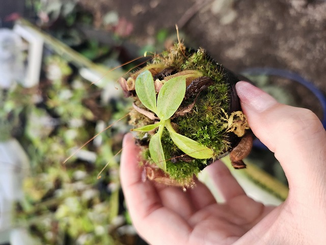 R409 1-4 N. (maxima x campanulata) x xtrusmadiensis #NNN | Y's