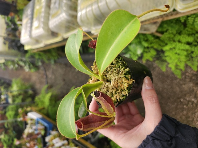 E207 1-4 N. (truncata x peltata) x lowii #NNN - Y's Exotics （山田