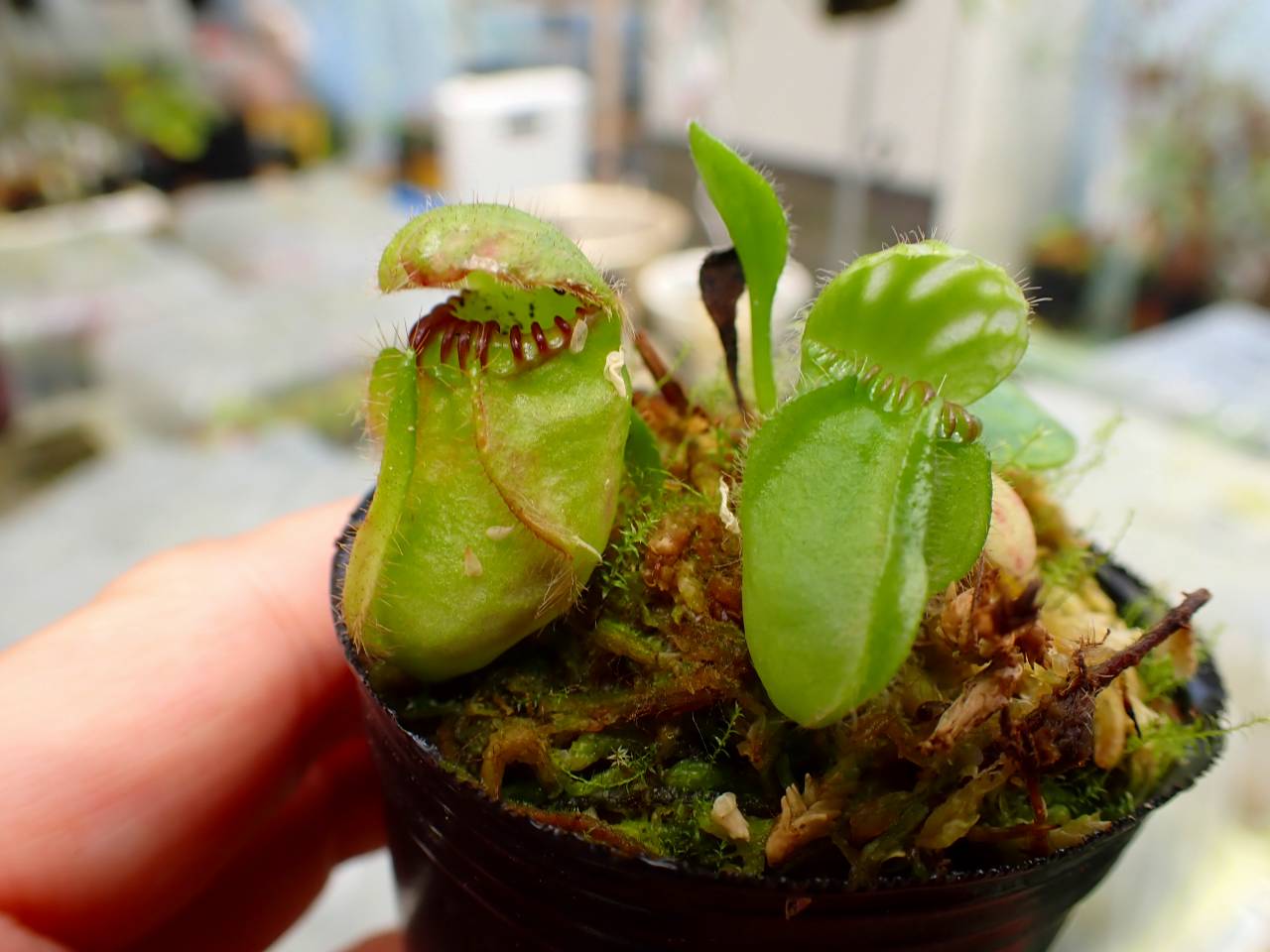 E137 1-1 Cephalotus follicularis [seedling of Hummer's Giant} [BCP