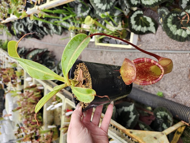 【2頭ペア】パピリオ・インドラ・インドラ（モンタナ州/アメリカ） E564 1-2 N. ventricosa x lowii (red pitcher) CK | Y's