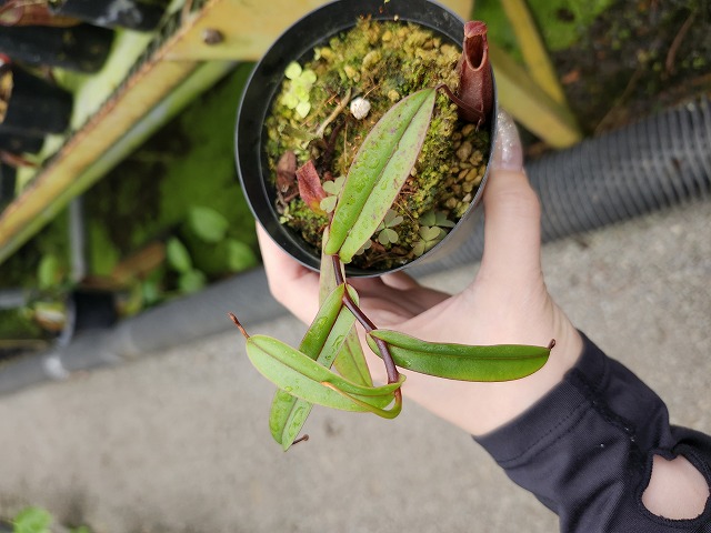 E597 1-3 N. tentaculata Mt. Kinabalu | Y's Exotics （山田食