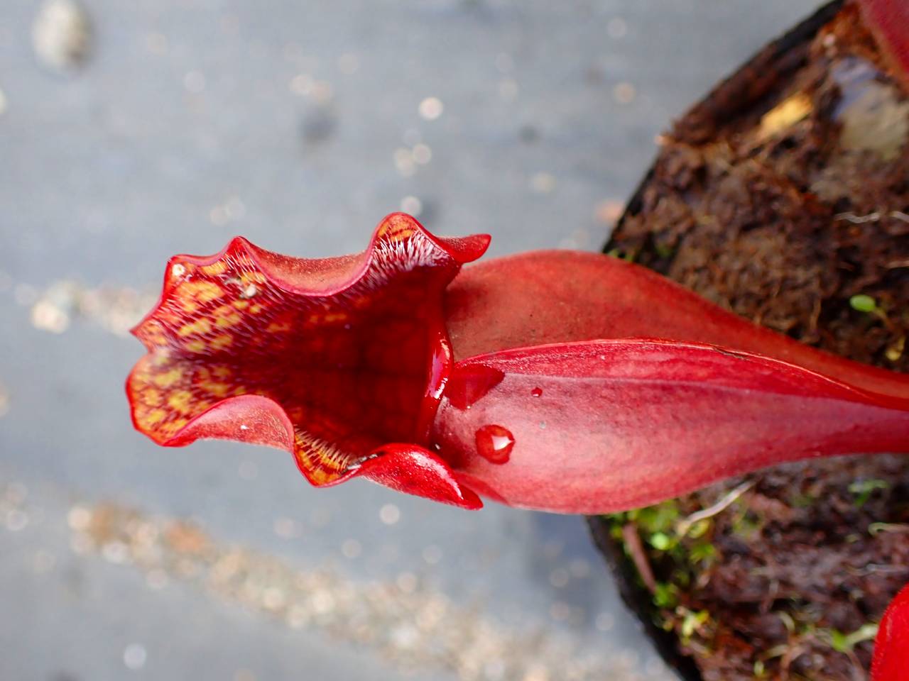 Neko様　売約済みです。耐寒宿根草　菖蒲湯用の菖蒲です。　22-4(5) Neko様 売約済みです。耐寒宿根草 菖蒲湯用の菖蒲です。 22-4(5)