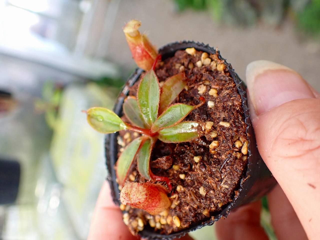 R140 1-3 [YA-179] N. attenboroughii JH Y's Lab - Y's Exotics