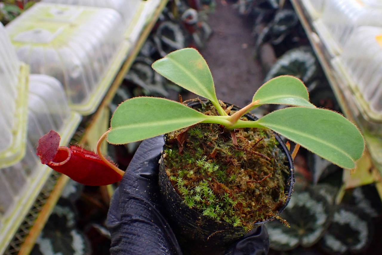 G441 1-4 N. (truncata x peltata) x lowii #NNN | Y's Exotics （山田