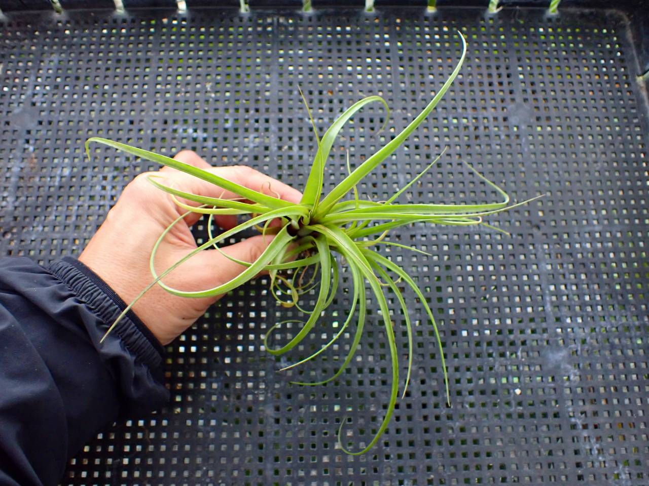 Tillandsia Green Gobrin 速達発送 J585 3-3 Tillandsia ラベル落ち - Y's Exotics （山田食虫植物農園）