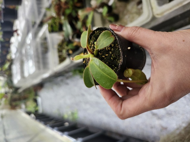 R228 5-1 N. truncata x erucoides Y's | Y's Exotics （山田食虫植物