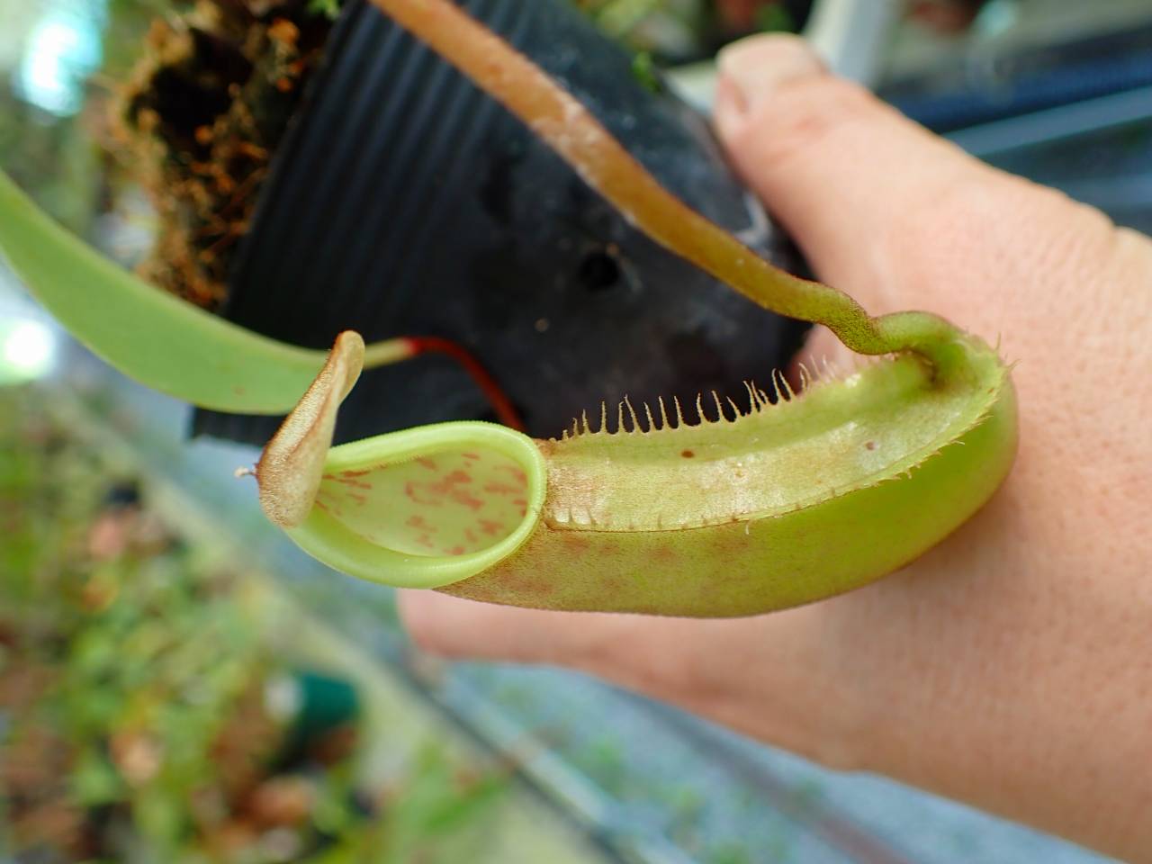 P125 5-3 N. veitchii x northiana red Y's Lab - Y's Exotics （山田
