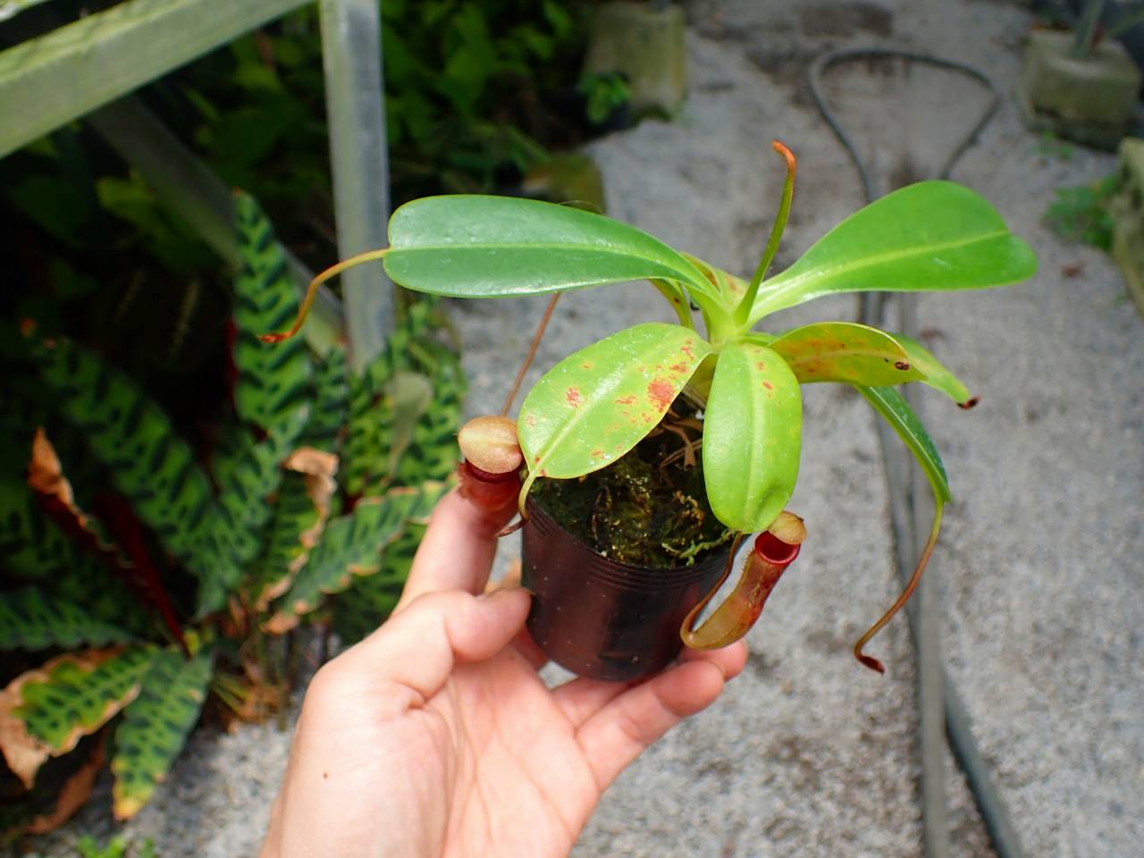 食虫植物N.ventricosa Quezon Luzon Amazon.co.jp: N.ventricosa Quezon,Luzon 201902 YFK2 3号現品限り