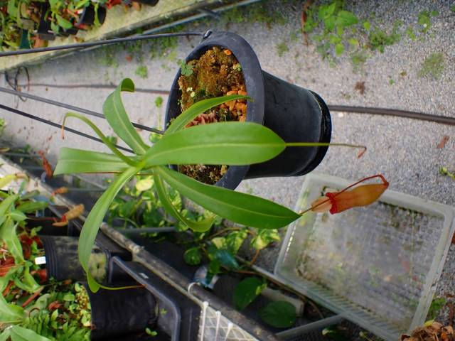 G870 5-3 N. ventricosa-red seedling | Y's Exotics （山田食虫植物農園）