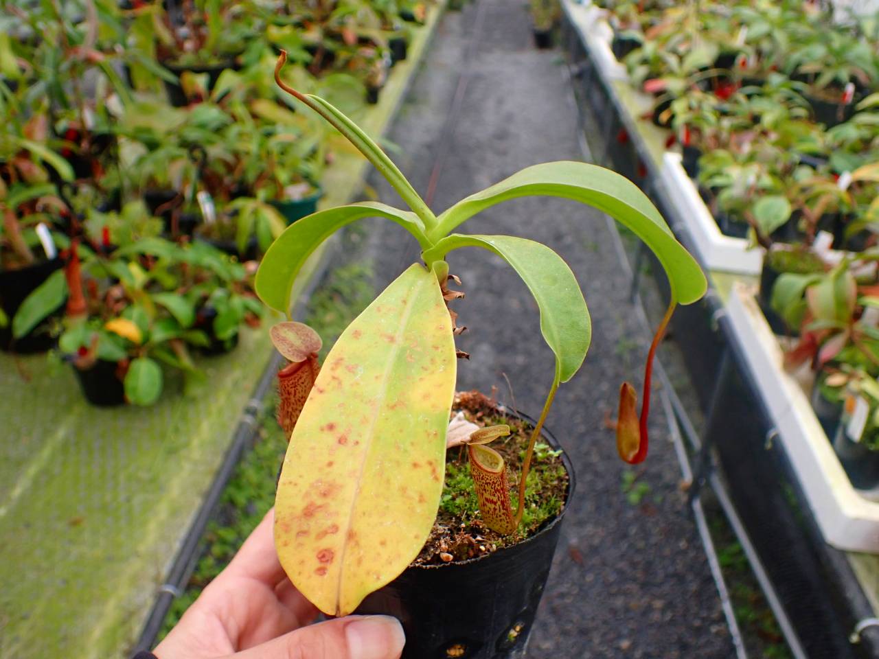 R618 5-3 #BBB N. Sanyo 一正園 - Y's Exotics （山田食虫植物農園）