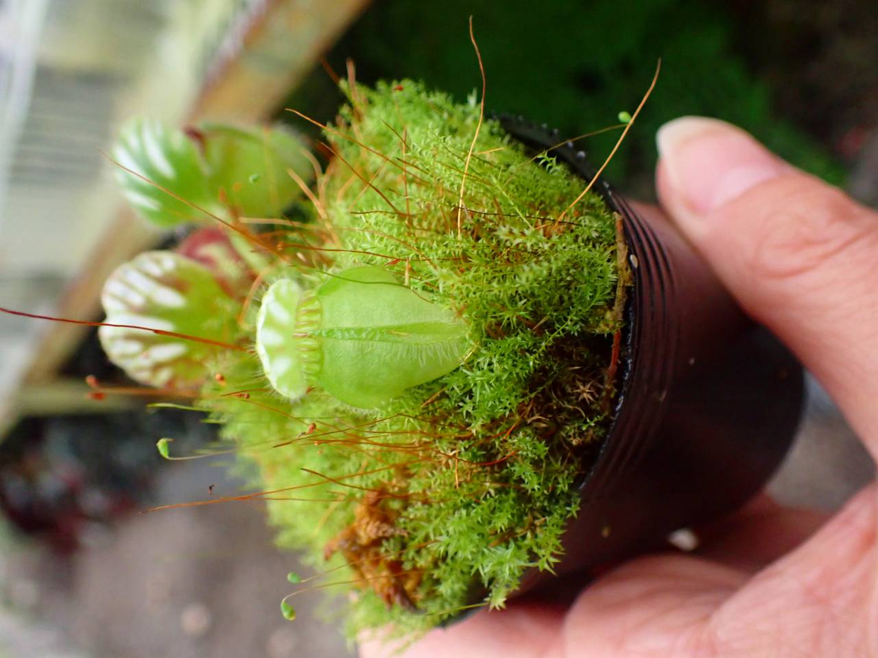Y767 1-1 Cephalotus follicularis Fred Howell Giant MC - Y's