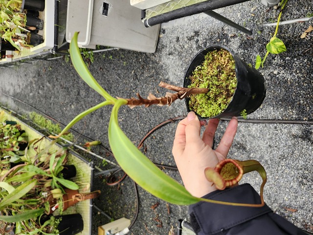 R318 5-3 N. [(thorelii x rafflesiana) x thorelii-squat]x lowii