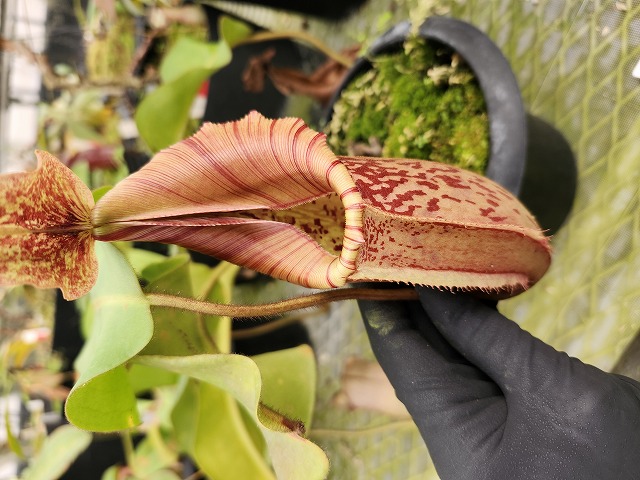 E578 5-2 N. maxima x veitchii Howell clone - Y's Exotics （山田食