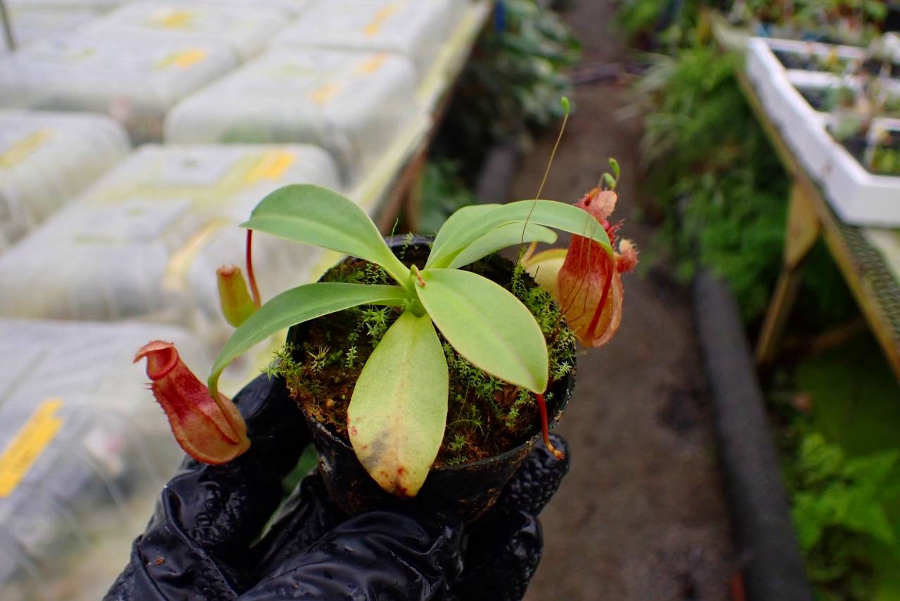G931 1-4 N. ventricosa Mt. mayon x rajah #NNN | Y's Exotics （山田