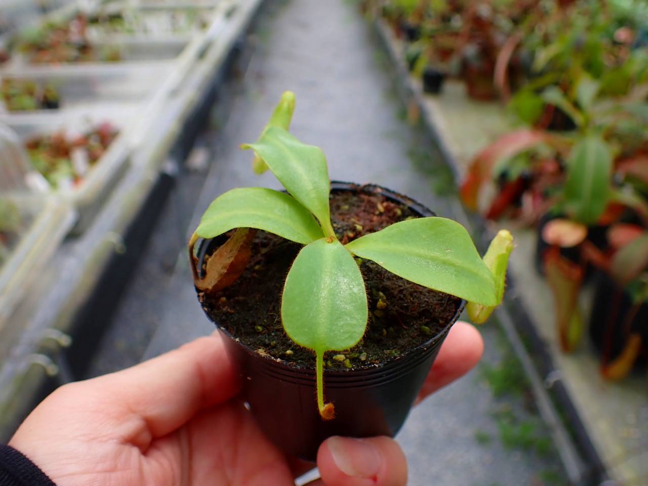 ナユタ UNDER5 B.D.E賞 P090 5-1 [YA-170] N. clipeata Nep Gardner Y's Lab - Y's Exotics