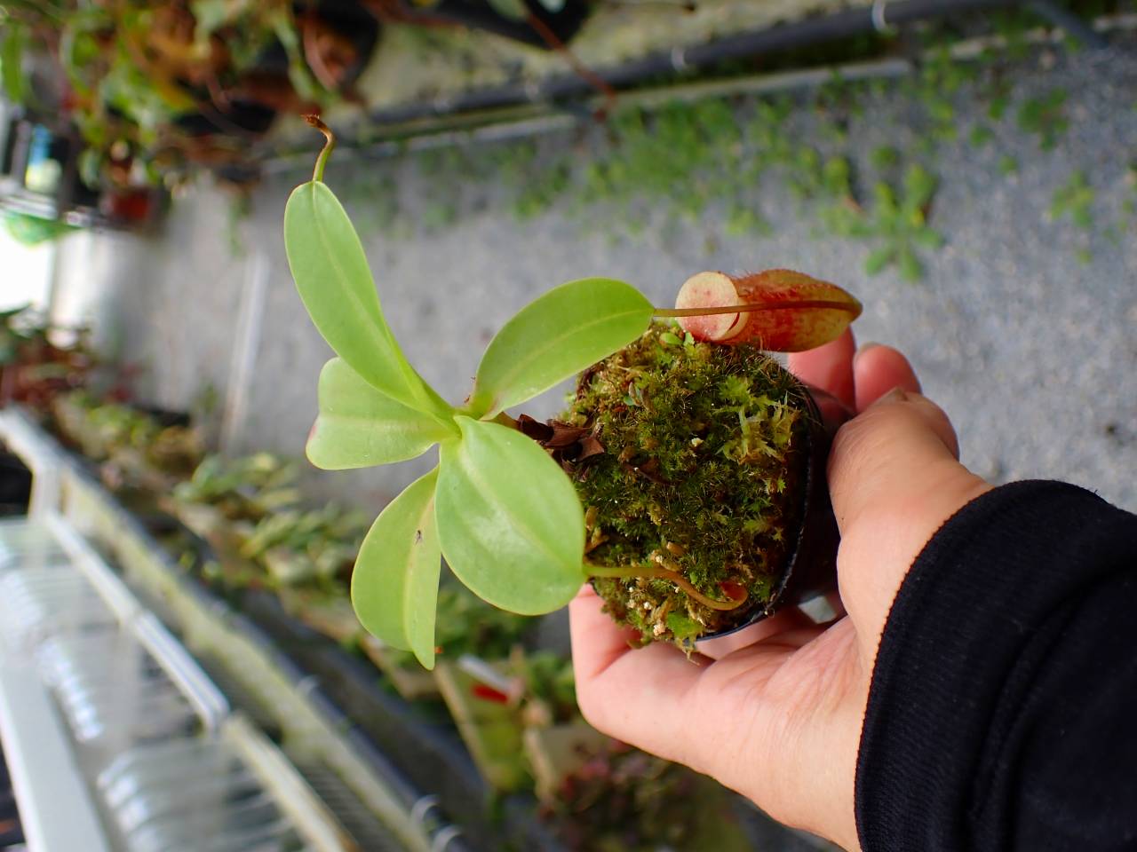 P955 5-1 N. ventricosa madja-as x rajah #NNN - Y's Exotics （山田