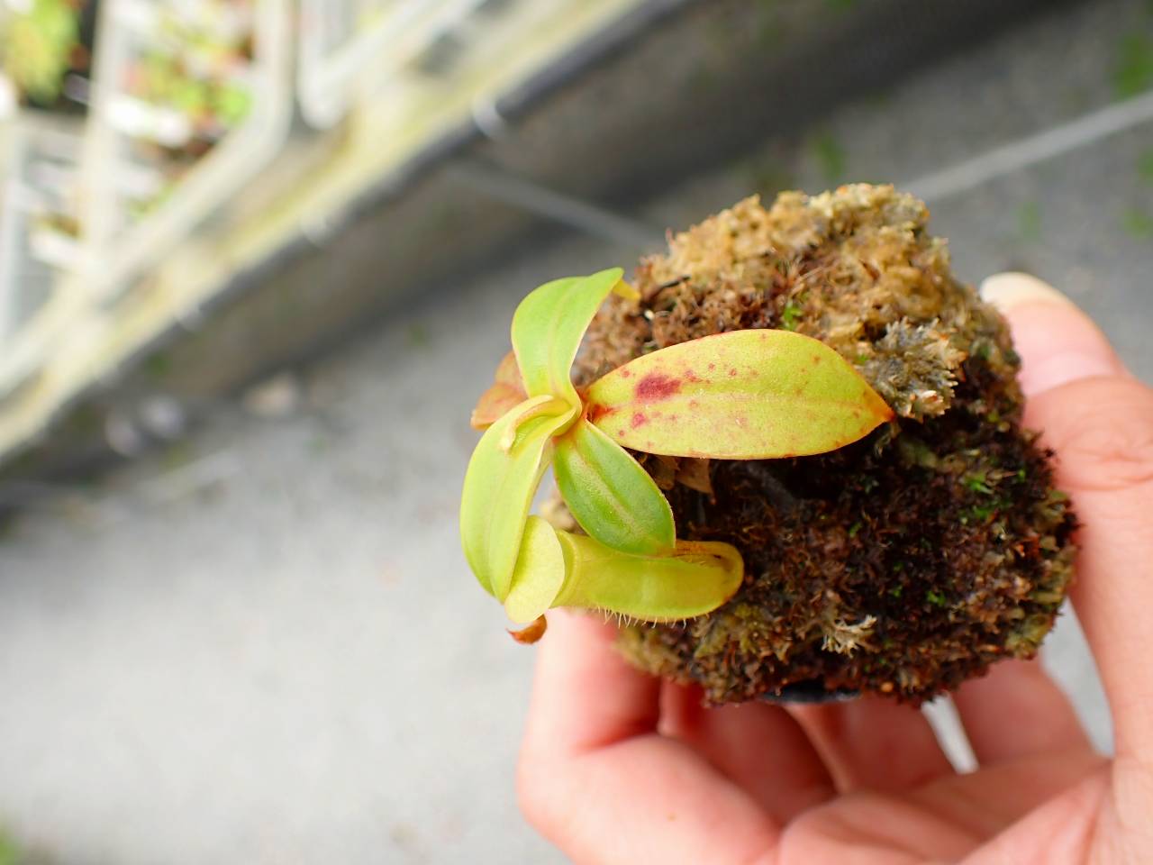 E611 5-1 N. khasiana (♀) H.F.C x sibuyanensis 山本 - Y's Exotics