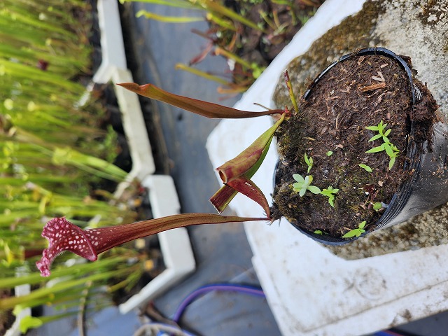Y627 2ura S. Kyoukanoko (seedling) Y's - Y's Exotics （山田食虫