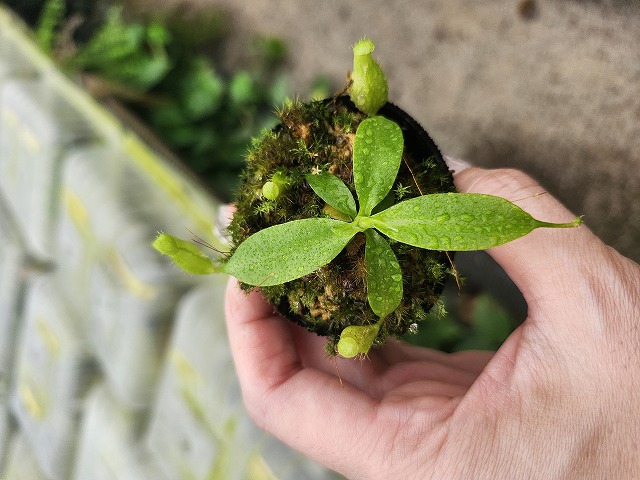 P224 1-4 N. (maxima x campanulata) x xalisaputrana #NNN - Y's