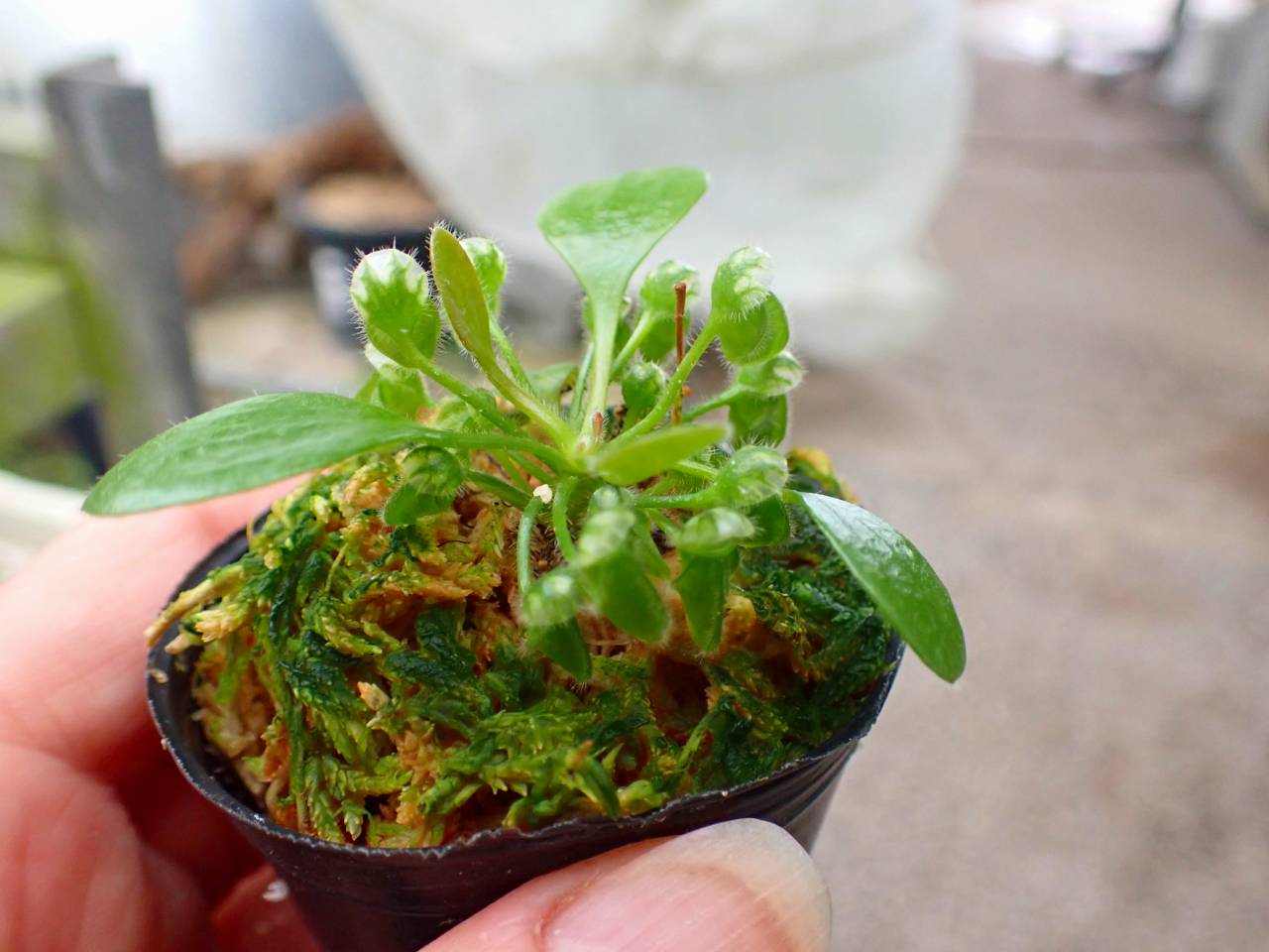 J204 3-1 [YA-30] Cephalotus follicularis Giant Y's Lab - Y's