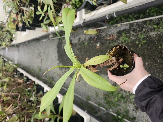 R546 5-3 N. merrilliana Dinagat Islands VL | Y's Exotics （山田食