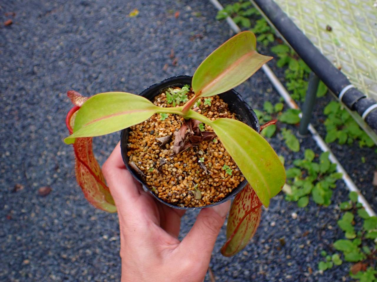 R622 5-3 N. Kihachijo 一正園 - Y's Exotics （山田食虫植物農園）