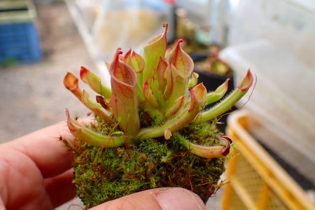 Y133 1-2 [YA-27] H. minor Y's Lab | Y's Exotics （山田食虫