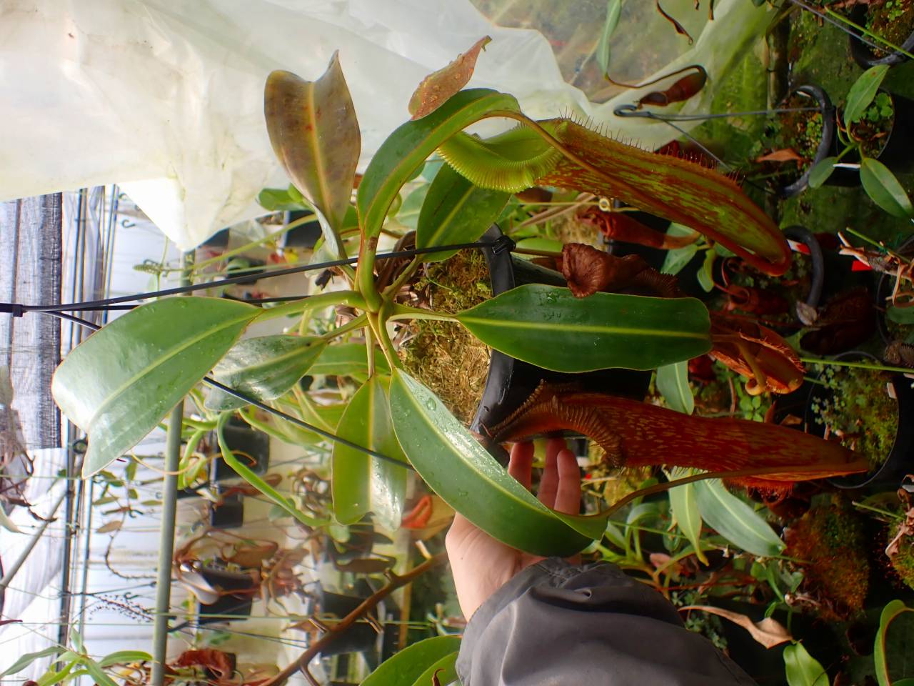 R397 1-2 N. edwardsiana x maxima Sulawesi SB - Y's Exotics （山田