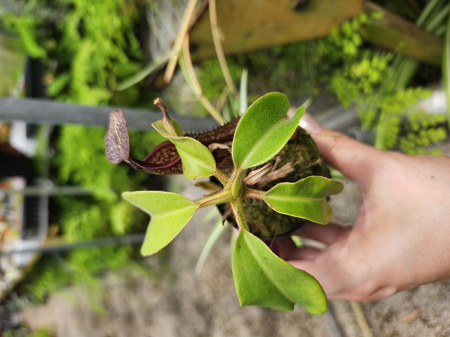 Microcyphus rousseaui　ウニ　殻　大 Microcyphus rousseaui ウニの殻 - メルカリ
