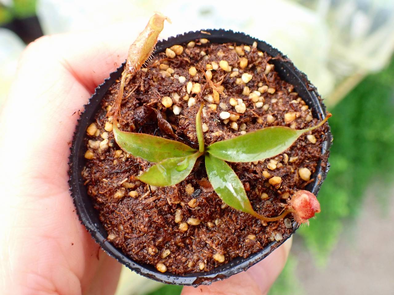 植物 R453 1-3 [YA-179] N. attenboroughii JH Y's Lab - Y's Exotics