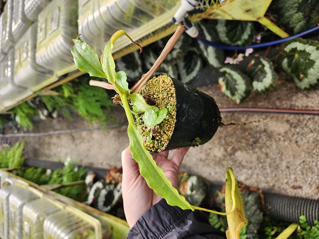 P826 1-4 N. maxima wavy leaf (茎までフリルが多く入る個体) susuka