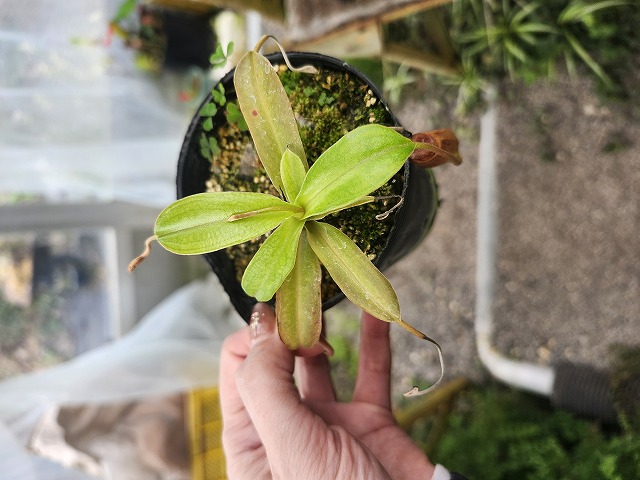 R151 1-2 N. spathulata x aristolochioides x (lowii x ventricosa