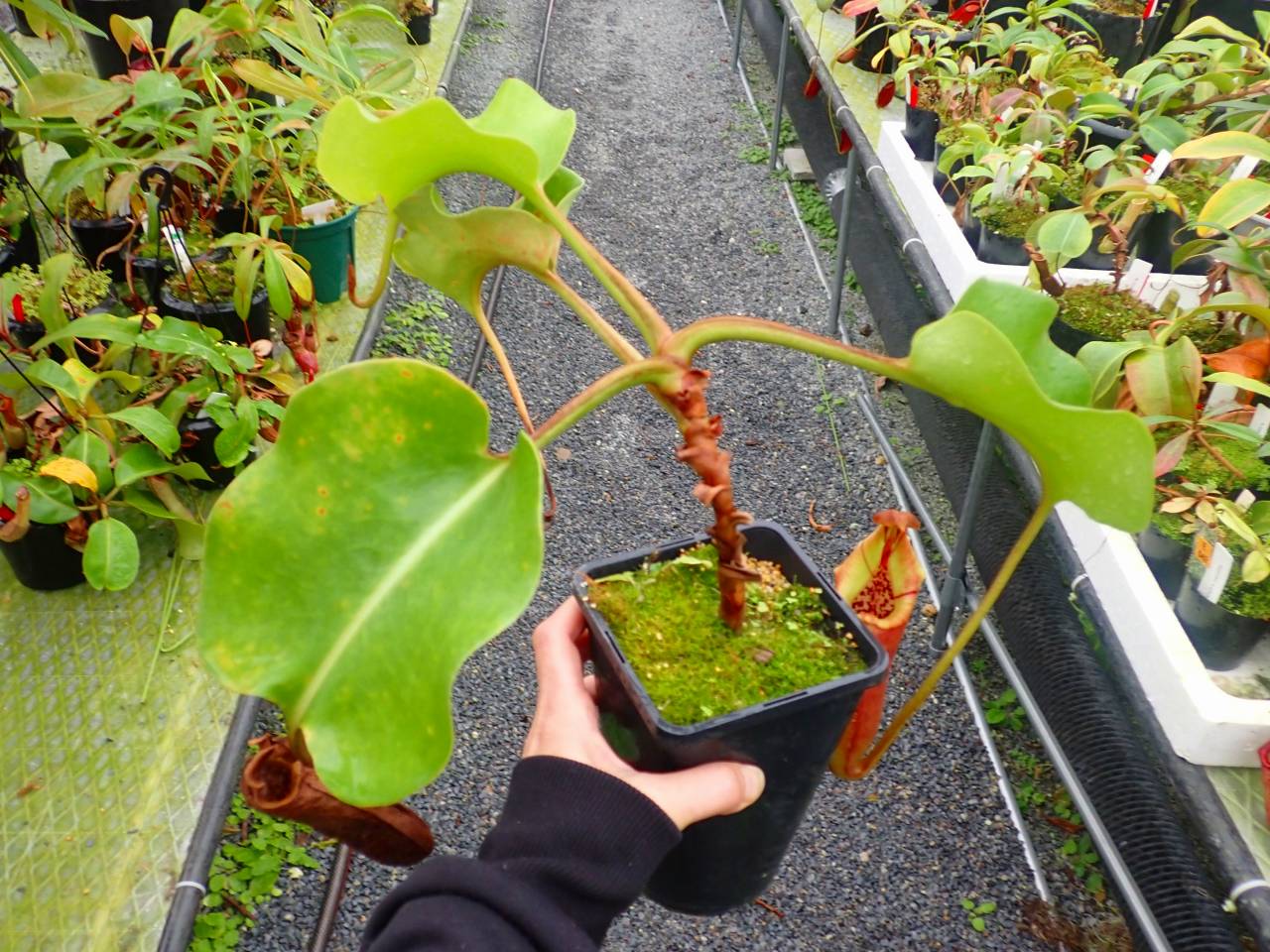 R643 5-3 #BBB N. nebularum Mt. Mayo Dinagat Islands VL - Y's