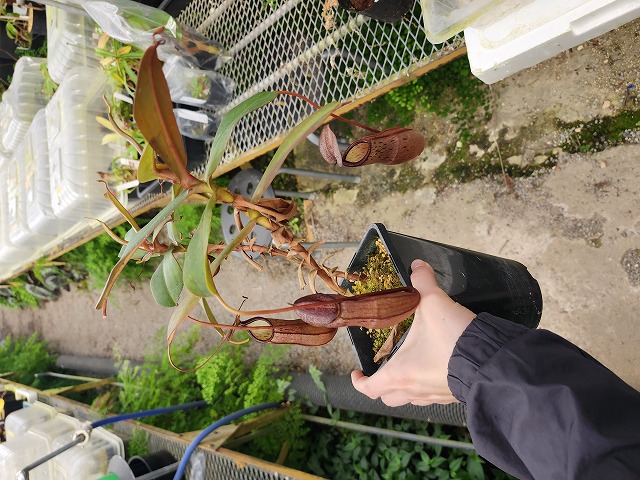 Y941 1-2 N. sibuyanensis x ramispina - Y's Exotics （山田食虫植物