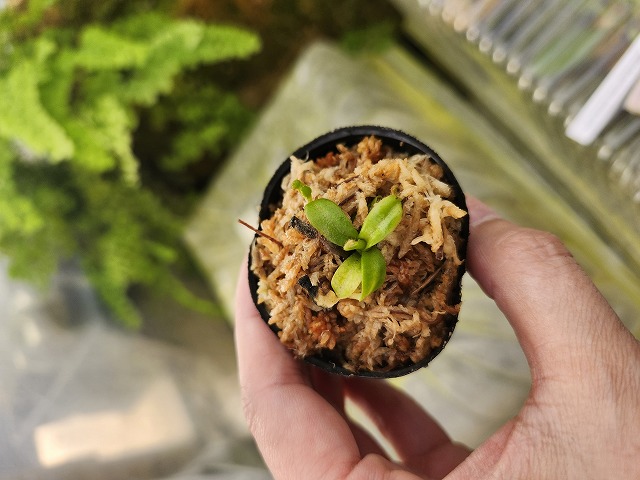 その他観葉植物 N. macrophylla Clone 11, trusmadi BCP Nepenthes macrophylla {clone 11, Gunung Trusmadi, Borneo, Malaysia