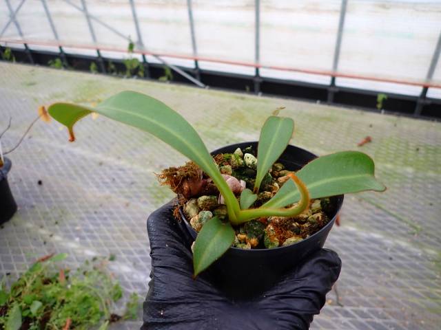 Y610 5-1 N. veitchii-(highland x lowland) | Y's Exotics （山田食虫