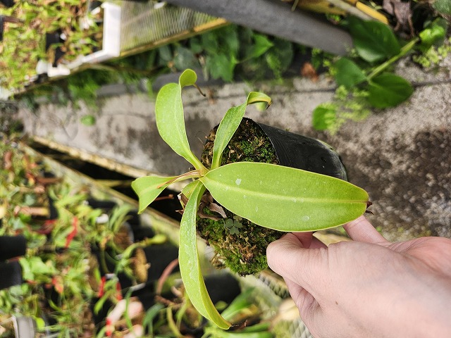 G830 1-2 N. (sibuyanensis x xtrusmadiensis) EP | Y's Exotics