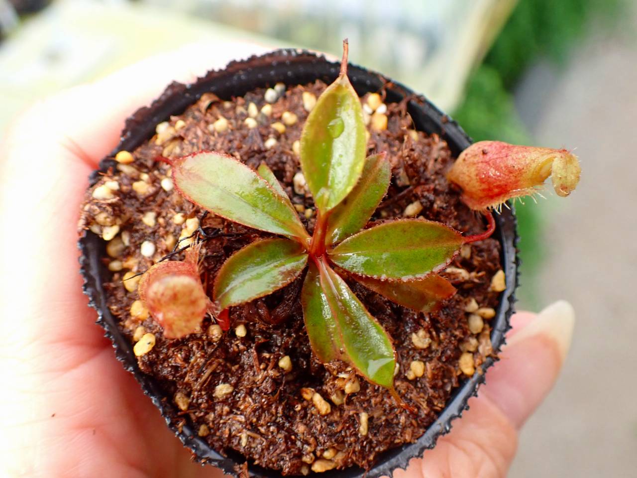 【熱帯果樹】グアビユ(Myrcianthes pungens) 熱帯果樹】グアビユ(Myrcianthes pungens)