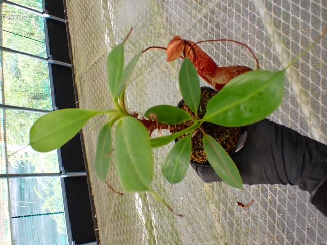 Y426 5-3 N. (sumatrana x boschiana) x campanulata konan | Y's