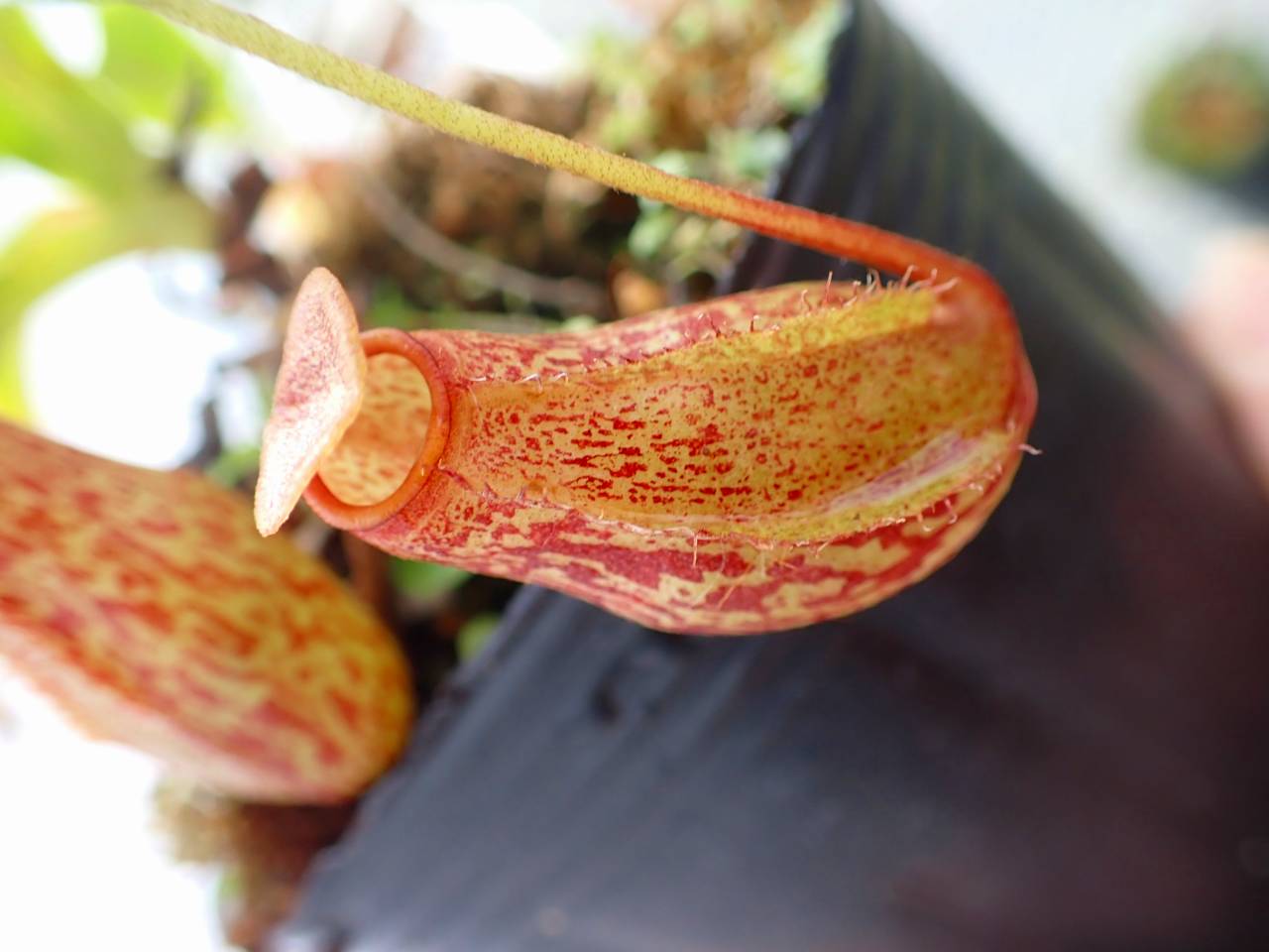 Y018 4-1 N. Red Leopard (ventricosa squat x maxima) EP - Y's