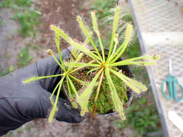 E144 4-1 D. capensis ラベル落ち | Y's Exotics （山田食虫植物農園）