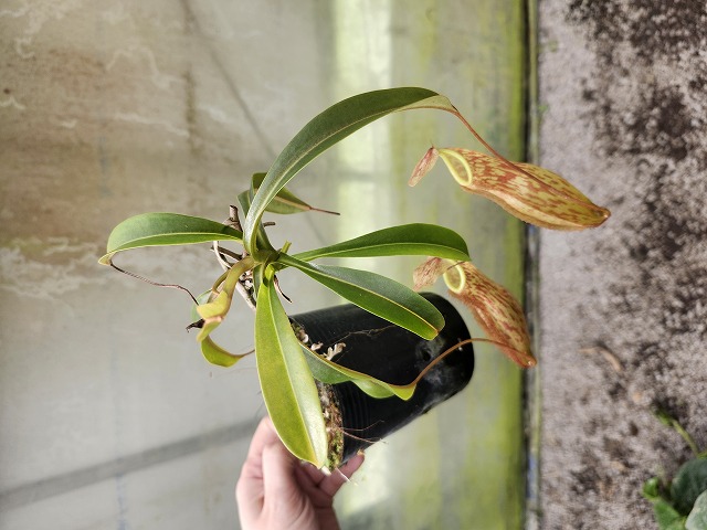 白鯨灯火 限定アイテム 牛乳植物× KYUSHU PLANTS SHOWCASE 白鯨灯火 | 牛乳植物研究所