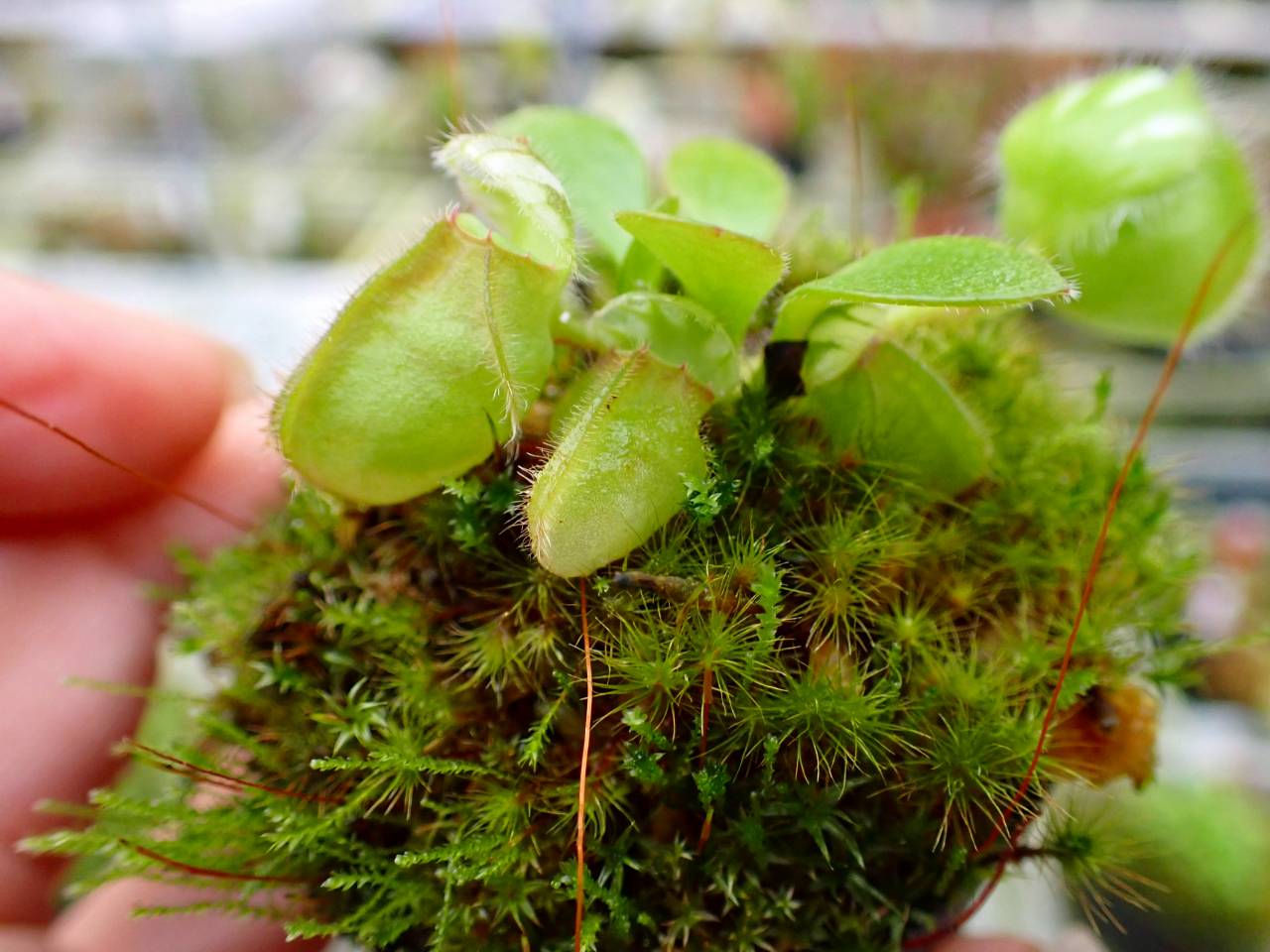 Y773 1-1 Cephalotus follicularis (ex Botanical Garden Wilhelma) CK
