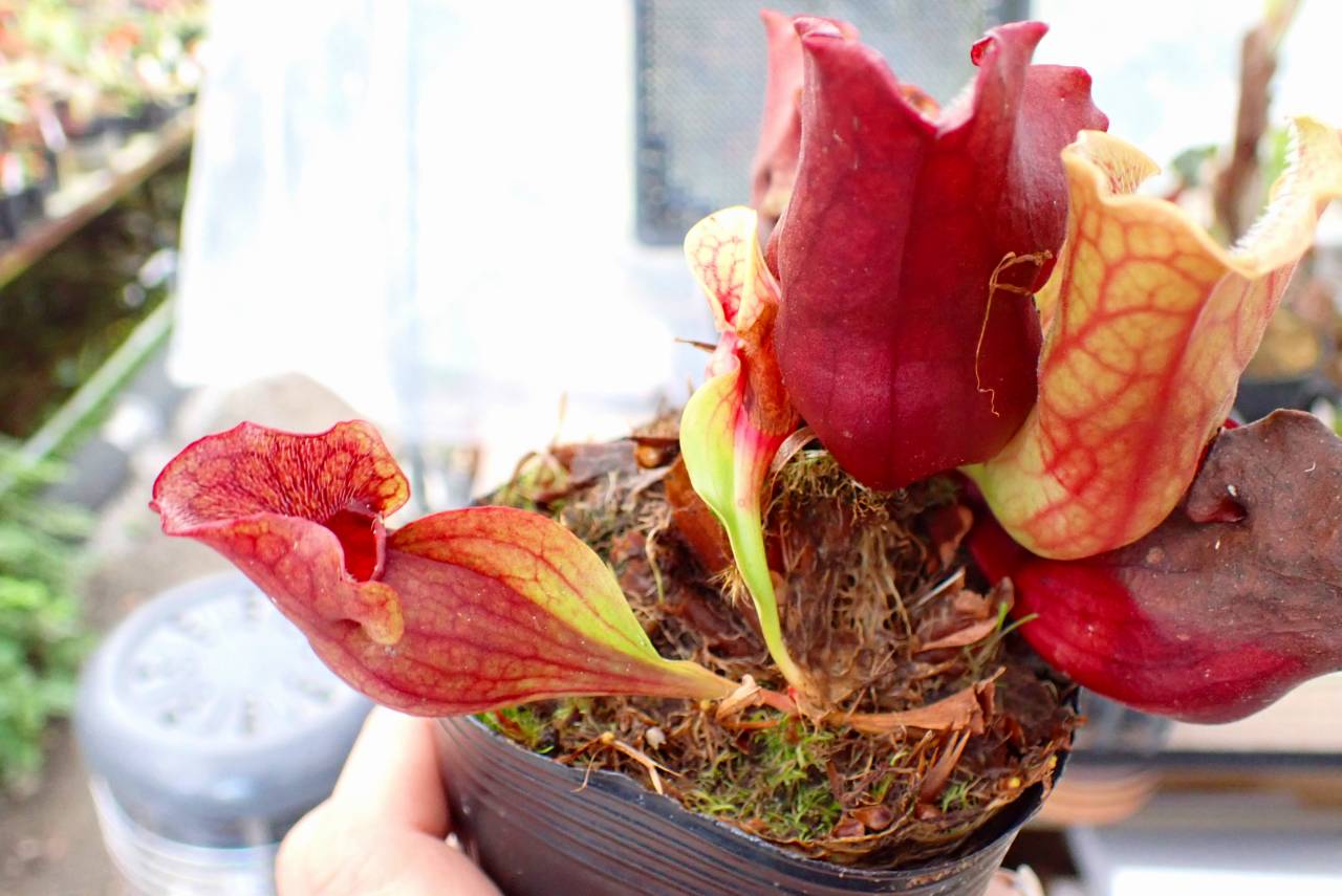 R185 1H S. purpurea ssp. venosa (伊勢花菖蒲園選別丸形株 No.16) MS
