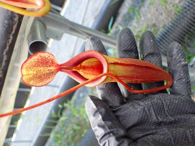 G541 5-3 N. viking-Big Pitcher x lowii-Kinabalu Y's | Y's Exotics