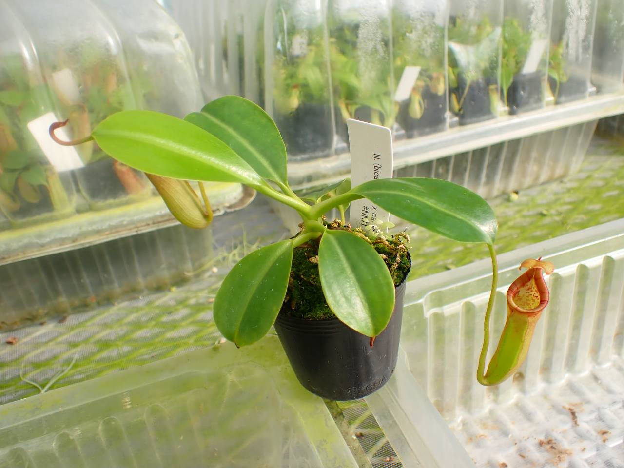 その他 PURPINATOR Escapamento Esportivo Kawasaki ZX4R / Link E Pont. Evolution