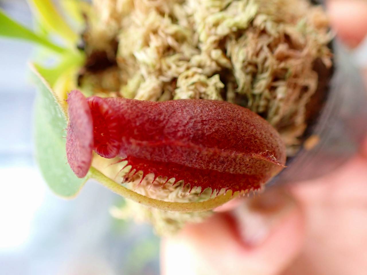 E169 1-2 N. rajah x lowii #NNN - Y's Exotics （山田食虫植物農園）
