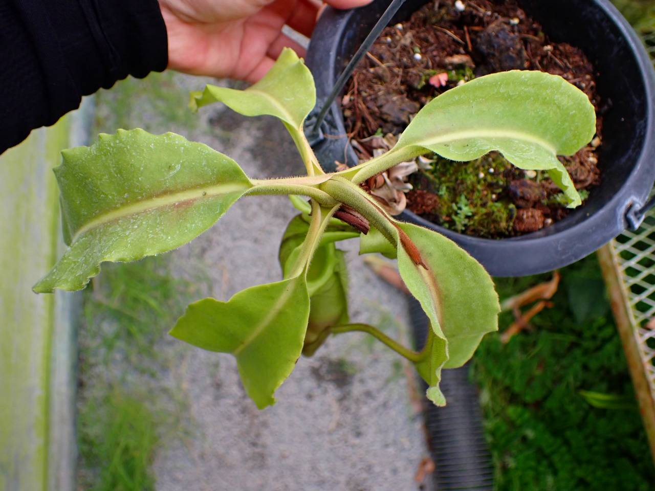 E579 1-1 N. maxima wavy stem x maxima (d) Sulawesi green Y's - Y's